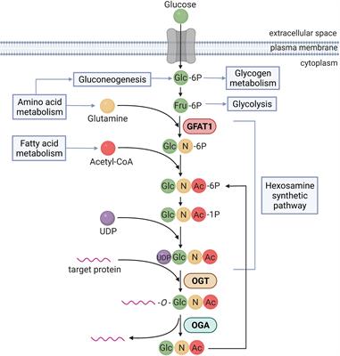 Frontiers | O-GlcNAcylation: A Sweet Hub In The Regulation Of Glucose ...